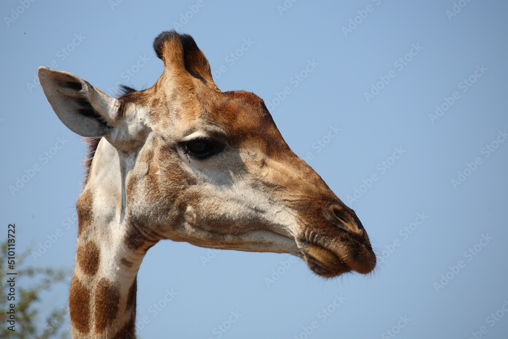Naklejka premium Giraffe / Giraffe / Giraffa camelopardalis