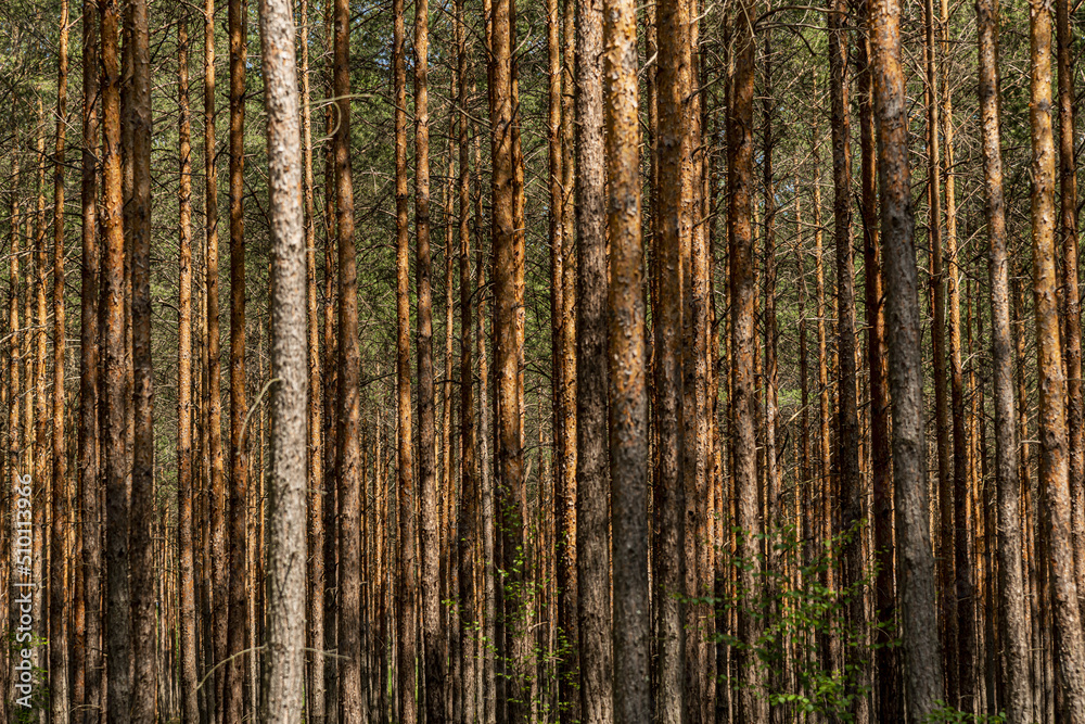 Obraz premium wood background