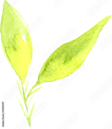 Hand drawn botanical illustration s, watercolor branches and leaves