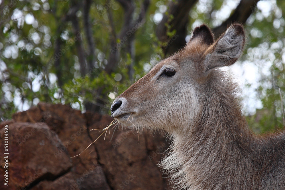 Wasserbock / Waterbuck / Kobus ellipsiprymnus. Wasserbock / Waterbuck / Kobus ellipsiprymnus.