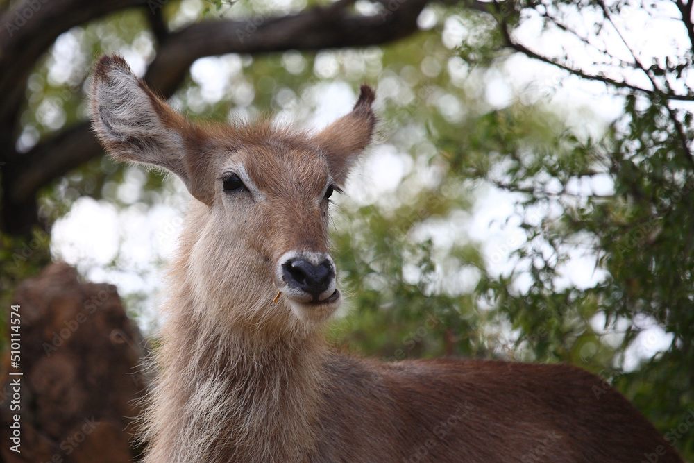 Wasserbock / Waterbuck / Kobus ellipsiprymnus. Wasserbock / Waterbuck / Kobus ellipsiprymnus.