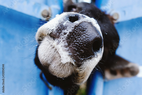Cattle health concept with closeup of young cow in headgate of chute with slobber for cow working. photo