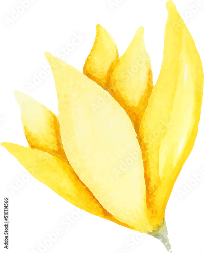 Yellow watercolor flower illustration hand drawn