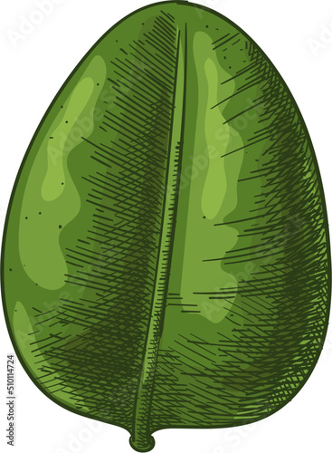 Hand drawn green tropical leaves