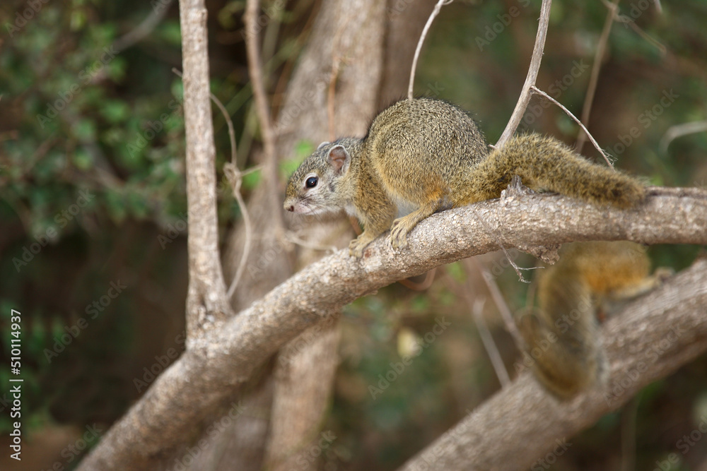 Ockerfußbuschhörnchen / Tree squirrel / Paraxerus cepapi Ockerfußbuschhörnchen / Tree squirrel / Paraxerus cepapi