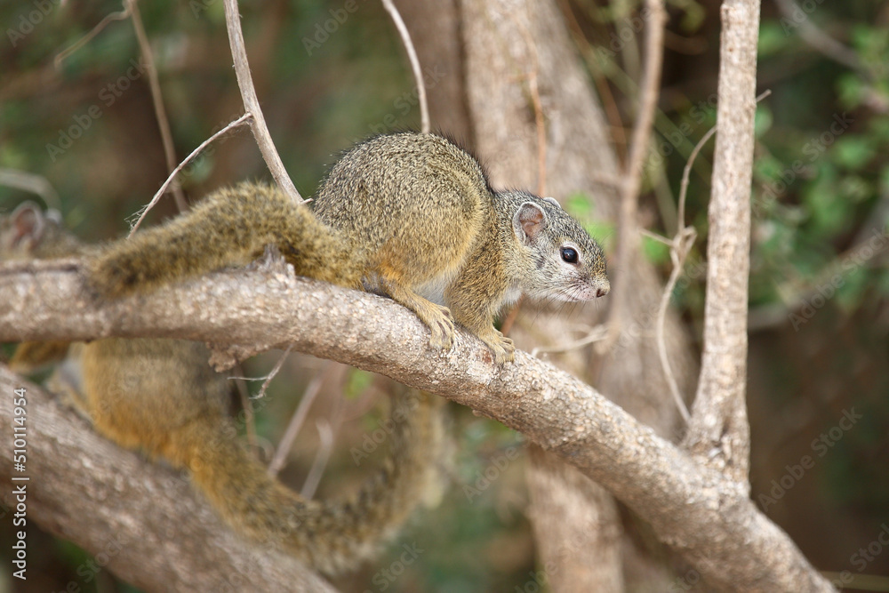 Ockerfußbuschhörnchen / Tree squirrel / Paraxerus cepapi