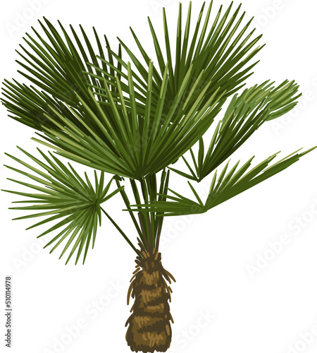 Colourful hand drawn palm tree