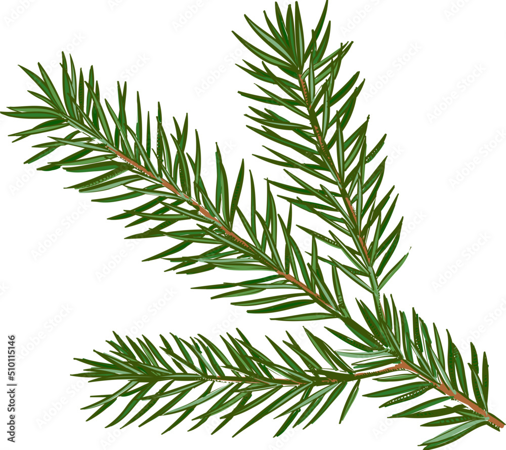 Hand drawn Christmas tree branch