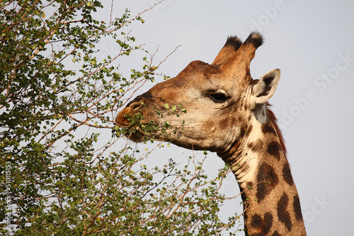 Photography Giraffe / Giraffe / Giraffa camelopardalis