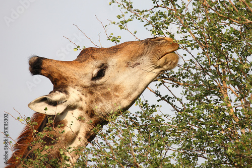 Photography Giraffe / Giraffe / Giraffa camelopardalis