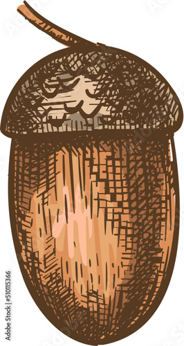 Acorn