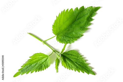 Nettle Urtica kioviensis leaves isolated on white background
