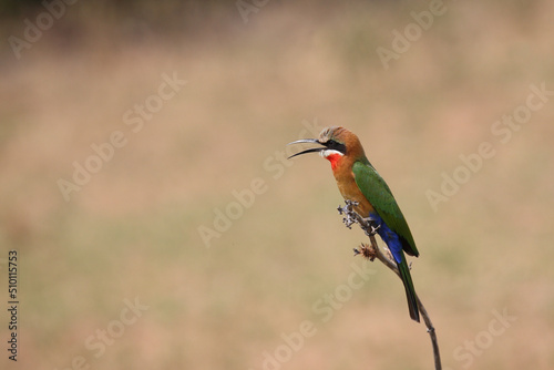 Weißstirnspint / White-fronted bee-eater / Merops bullockoides © Ludwig