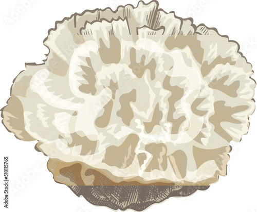 Hand drawn reef coral