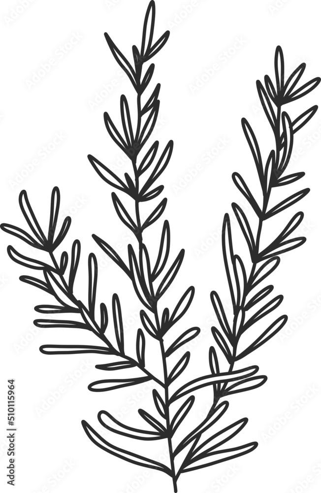 Tropical Floral Illustrations Tropical Floral Illustrations