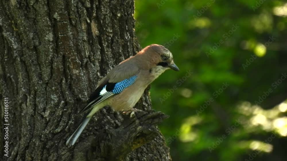 Garrulus glandarius. Jay bird close up. Birdwatching. Reserve wildlife footage.