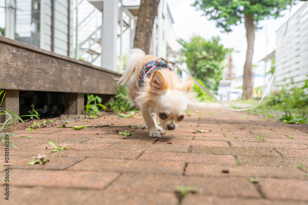 チワワ かわいい 小型犬 散歩
