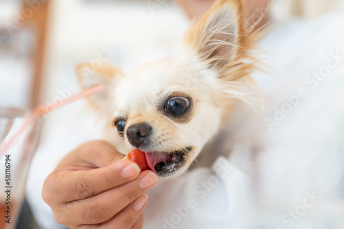 チワワ かわいい 小型犬 散歩 © Tadogami