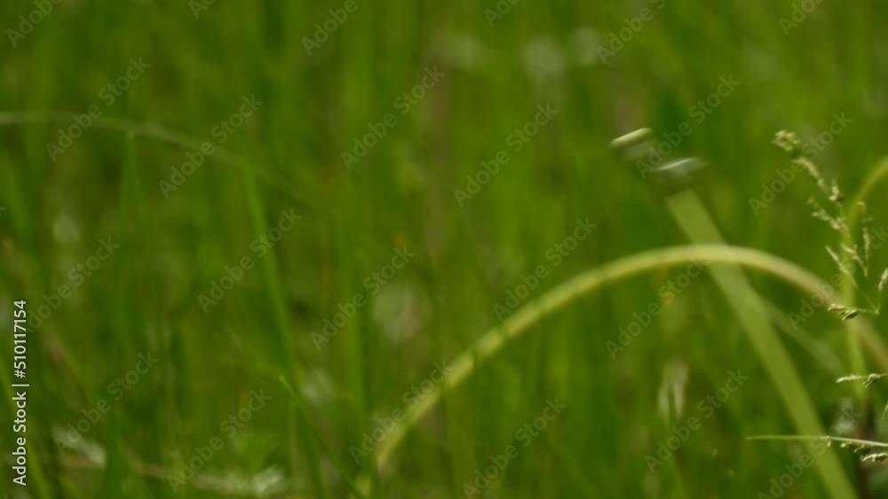 Dandelion blown away by the wind. Dandelion blown away by the wind.