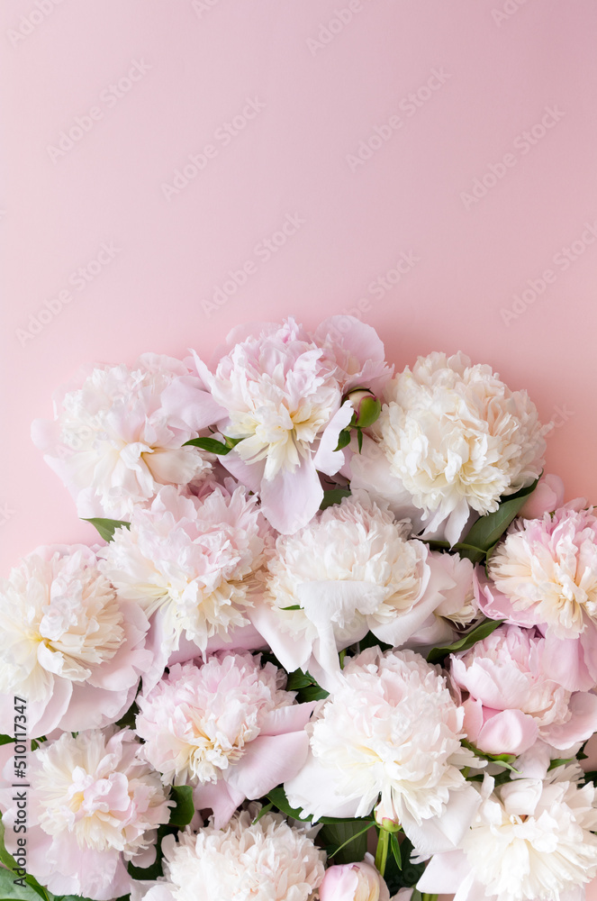 White peony flowers on a pale pink background. Spring concept White peony flowers on a pale pink background. Spring concept