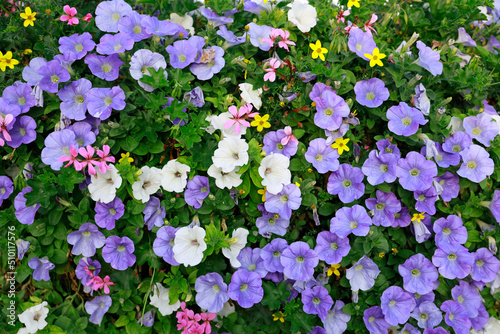 geraniums