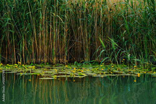 reeds and water lily flower in the water © adrianad