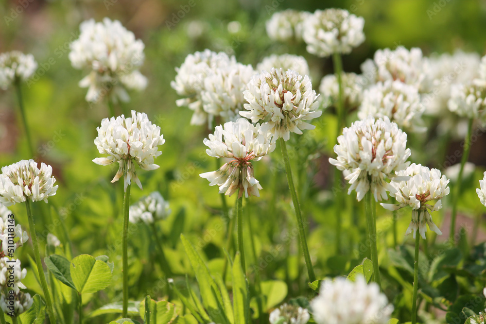 Flowers of white clover (Trifolium repens) plant in green summer meadow