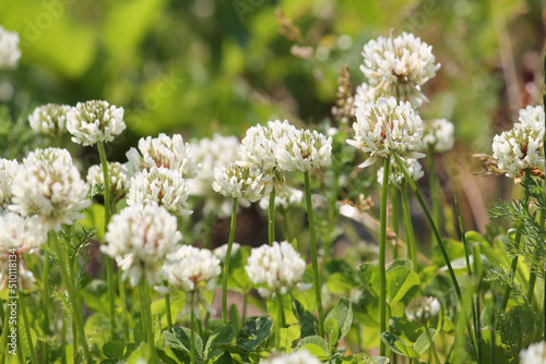 Flowers of white clover  Trifolium repens  plant in green summer meadow