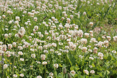 Flowers of white clover (Trifolium repens) plant in green summer meadow