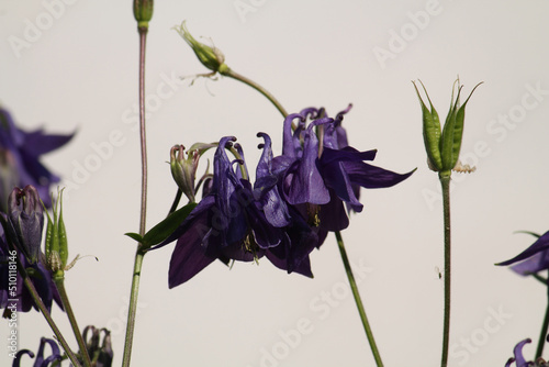 Fotobehang Violet flowers and fruits of common columbine (Aquilegia vulgaris) close-up in g