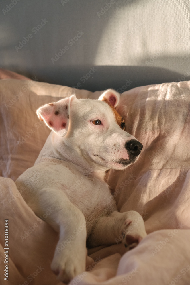 a dog with spots on the ears and a brown spot on the eye lies on the bed with its legs outstretched a dog with spots on the ears and a brown spot on the eye lies on the bed with its legs outstretched