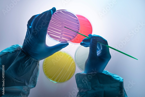 Lab researcher working with petri dishes photo