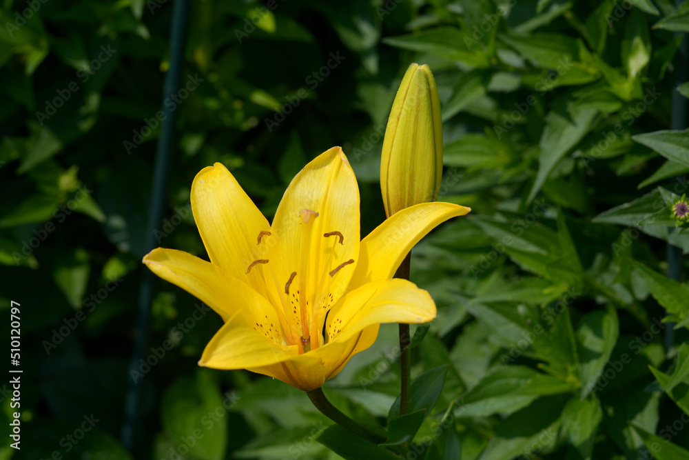 Fototapeta premium 黄色いユリの花