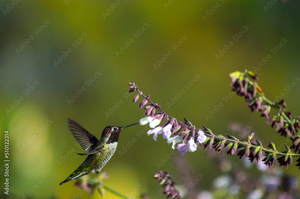 Fototapeta premium hummingbird purple flowers eder