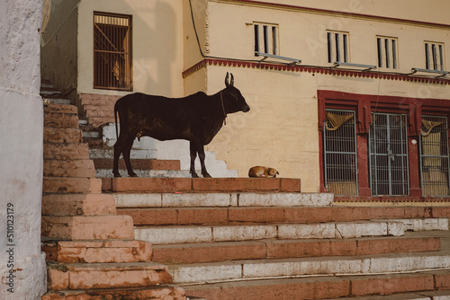 A cow and a sleeping dog.