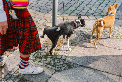Man in a kilt waiting for his basenji dog pee
