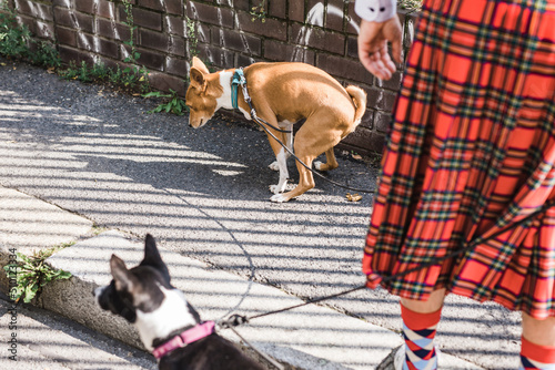 Man in a kilt waiting for his basenji dog poop photo