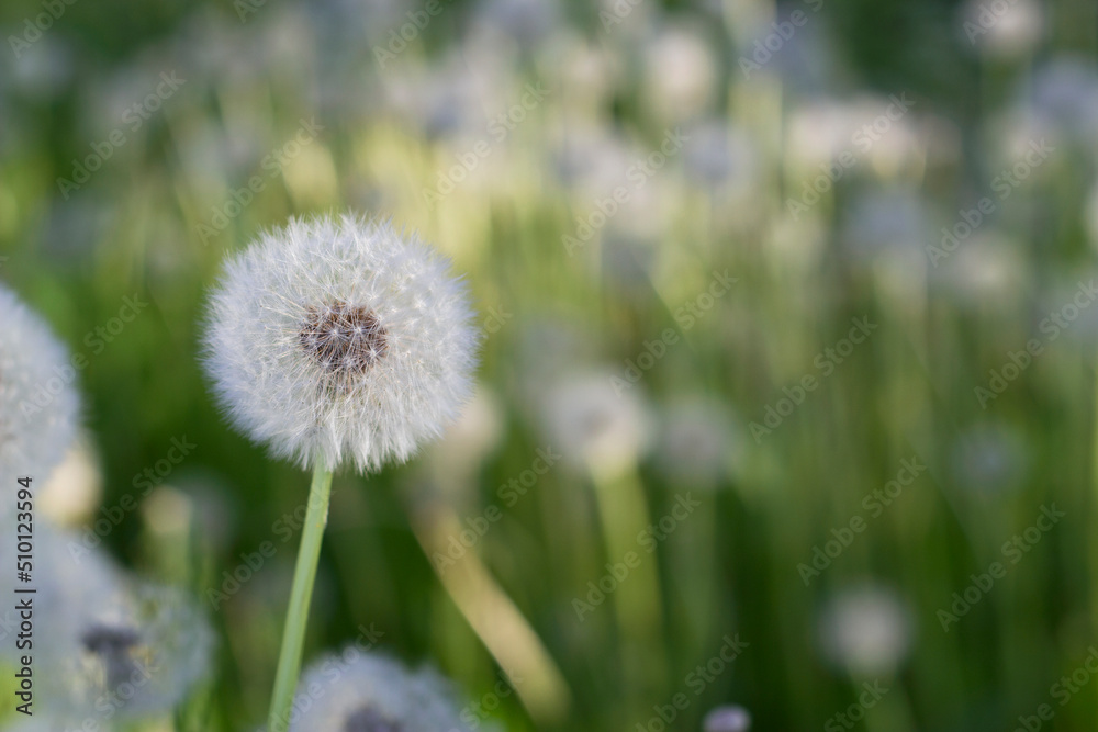 dandelion on the meadow with sunny and blurred background