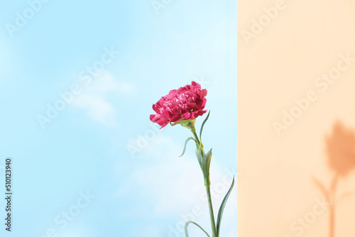 pink carnation in a glass vase