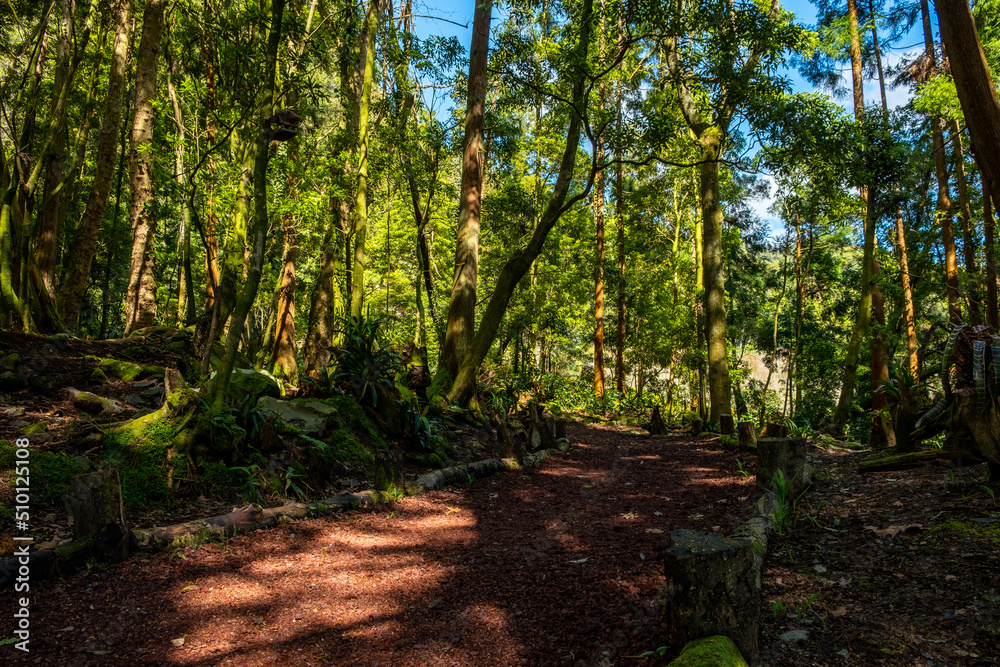 Spring landscape, spring forest and narrow path of red gravel lit by soft sunlight, sunset in the forest, forest trees under the sun. Furnas, São Miguel, Azores, Portugal. Spring landscape, spring forest and narrow path of red gravel lit by soft sunlight, sunset in the forest, forest trees under the sun. Furnas, São Miguel, Azores, Portugal.