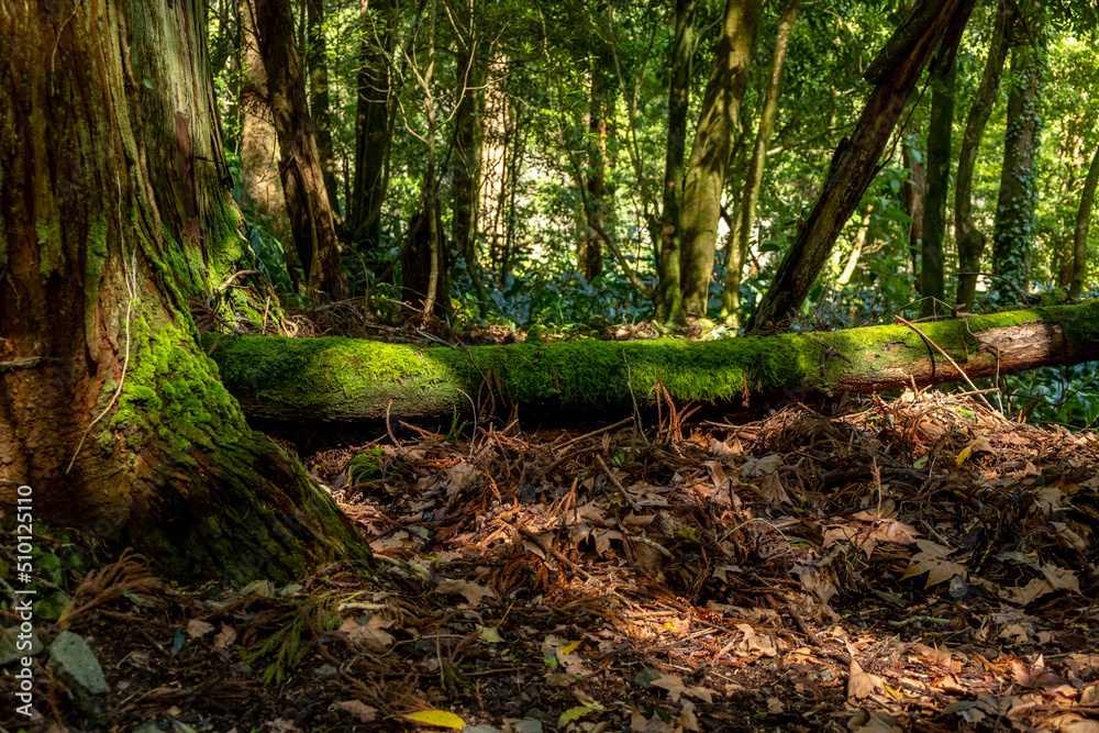 Beautiful magical forest landscape. Tree trunk with moss lying on the ground. Soft sunlight, sunbeams. Fairy forest landscape. Picturesque setting. Pure nature. Beautiful magical forest landscape. Tree trunk with moss lying on the ground. Soft sunlight, sunbeams. Fairy forest landscape. Picturesque setting. Pure nature.