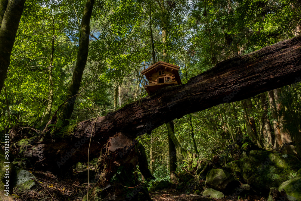 Beautiful forest landscape with a small timber house on a trunk of a lying tree. Natural Park in The Furnas Lake - Beautiful forest landscape with a small timber house on a trunk of a lying tree. Natural Park in The Furnas Lake -