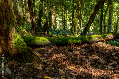 Beautiful magical forest landscape. Tree trunk with moss lying on the ground. Soft sunlight, sunbeams. Fairy forest landscape. Picturesque setting. Pure nature. © Vitor Miranda