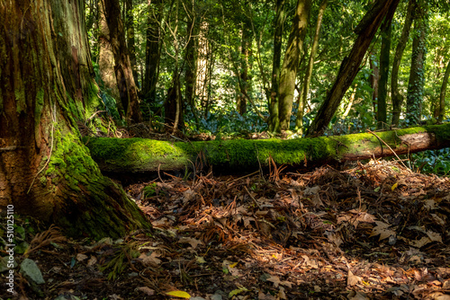 Beautiful magical forest landscape. Tree trunk with moss lying on the ground. Soft sunlight, sunbeams. Fairy forest landscape. Picturesque setting. Pure nature.