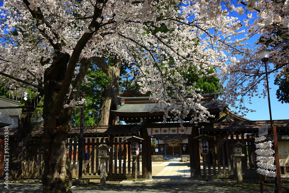 岩手県北上市　満開の桜と神社