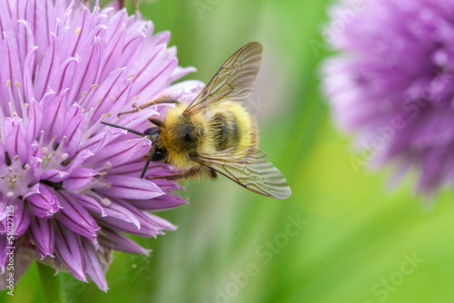 Fotografija Honey bee is working diligently to collection nectar from purple flower