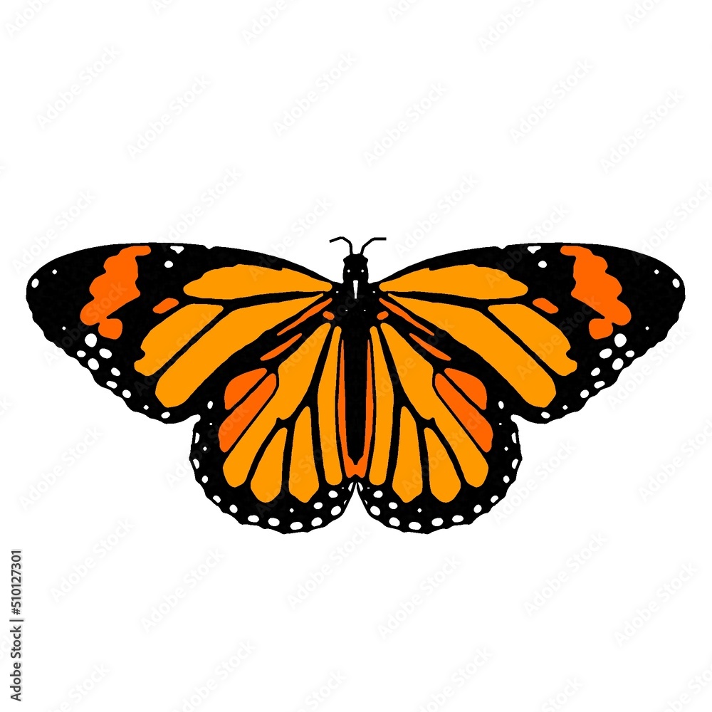 Fototapeta premium butterfly