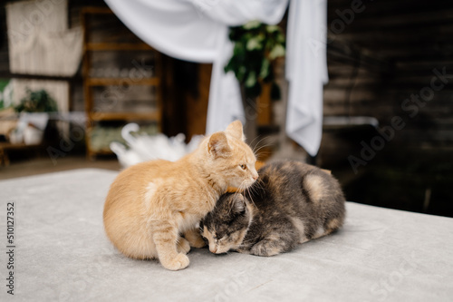 two fluffy kittens warming each other photo
