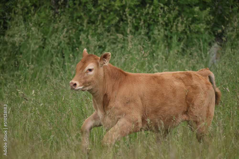 LImosin beef cattle enjoying summer grazing on farm field with really deep grass on summer day LImosin beef cattle enjoying summer grazing on farm field with really deep grass on summer day