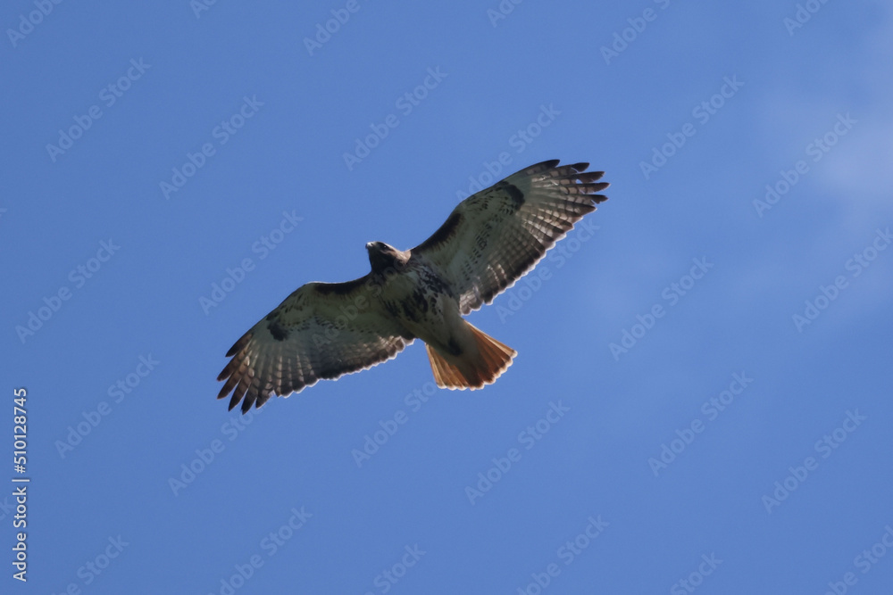 Fototapeta premium Red Tailed Hawk soaring above farm fields in summer day
